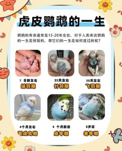 鹦鹉在10度左右能活吗_小型鹦鹉怕冷，10℃需保暖防冻伤