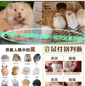 仓鼠的小知识简短_养仓鼠要注意饮食性别和洗澡，它们有颊囊和门齿特点