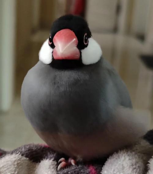 灰文鸟为什么禁养了_保护珍稀灰文鸟，禁养促生态平衡，责任在肩