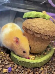 哪种仓鼠适合新手养_温柔粘人三线娇弱银狐安静紫仓等品种