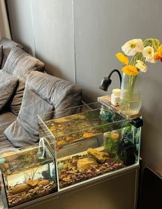 鱼缸千万别放卧室里_污染空气增噪音，睡不好还占地方