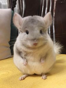 龙猫难养不_养龙猫需耐心，怕生易生病，饮食环境要求高