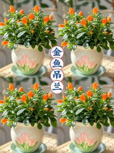 金鱼花适合室内养还是室外养_叶美花巧，家庭养植指南