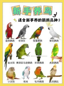 12种最适合学生养的鸟_养鸟好处多，选对鸟儿好，虎皮文鸟玄凤都不错
