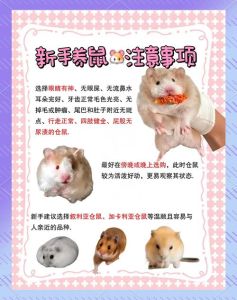 仓鼠如何正规带上火车_带仓鼠出行安检难？火车托运手续全解析！