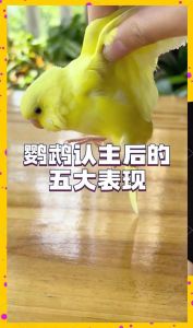 鹦鹉歪头看你要警惕了_鹦鹉歪头看你？是好奇友好还是不舒服？