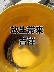 养鱼招灾_养鱼招财还是破财？风水教你正确养鱼法