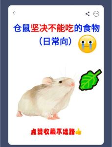 仓鼠最忌三种蔬菜_菠菜芹菜伤肾，红萝卜油菜影响呼吸，喂食要谨慎！