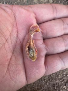 家里死了鹦鹉是吉还是凶_鹦鹉死了？别迷信，科学看待！