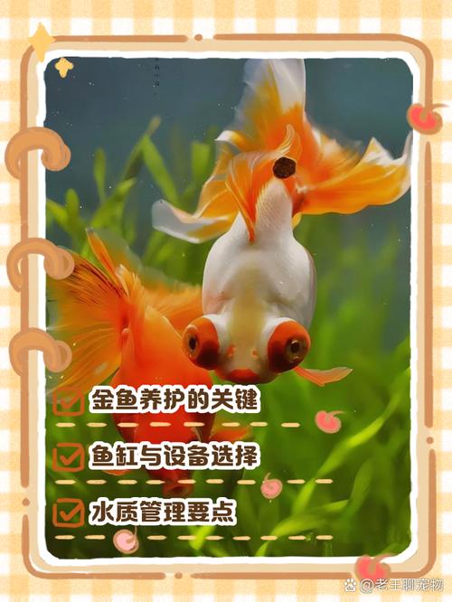 小金鱼需要怎么养才能活_金鱼养好水是关键，喂食光照要注意，寿命超10年！