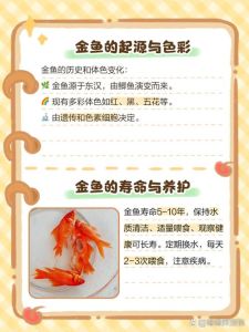 金鱼大小不一样可以一起养吗_品种选择与注意事项