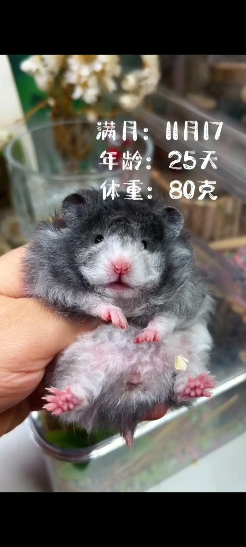 火车上可以带仓鼠吗_火车托运仓鼠需办健康证，提前准备，偷偷带风险高