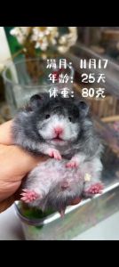 火车上可以带仓鼠吗_火车托运仓鼠需办健康证，提前准备，偷偷带风险高