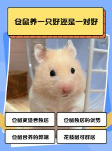 家里养仓鼠好不好_养仓鼠可爱有趣，带来陪伴，赚钱关键看你怎么养