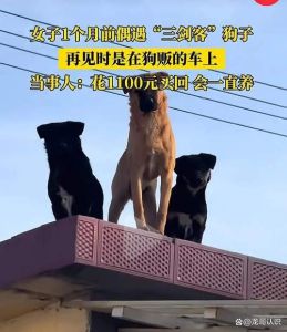 河南女子养狗，狗狗竟叼来四只小狗，感动收养五只小家伙