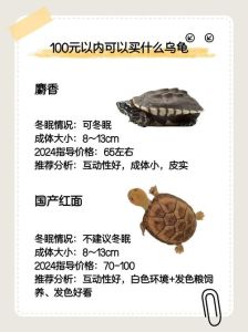 性价比高的宠物龟推荐，花龟巴西龟等好养又便宜