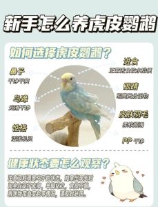 鹦鹉几时个人可以养_养鹦鹉合法吗？品种是关键