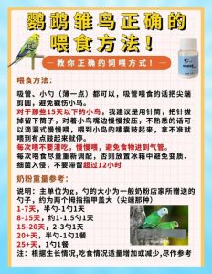 小鹦鹉一天喂几次奶粉_小鹦鹉喂奶频率与技巧
