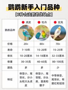 亲人鹦鹉排名_最粘人鹦鹉大盘点！