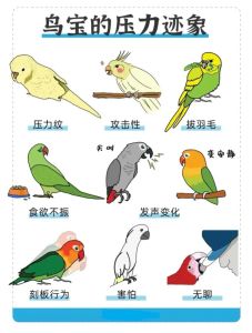 鹦鹉社会化历史_从古至今的宠物情缘