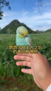 鹦鹉会把主人当恋人吗_聪明鹦鹉识主人，情感深厚伴侣
