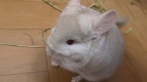 龙猫互动性高吗_龙猫敏感爱啃咬，需耐心建立信任