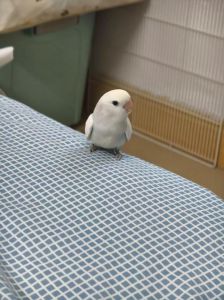 手养鸟新手入门_手养牡丹鹦鹉，简单陪伴，聪明又亲人