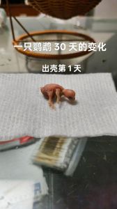 小鹦鹉出生30天自己能吃食吗_30天鹦鹉学吃饭，辅助喂食要细心