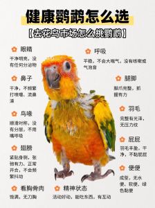 两个月的鹦鹉怎么养(新手)_阳光补钙活力好，潮湿要躲喂食巧，细心耐心养好鸟