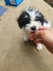 帮狗狗找个新主人_耐心陪伴新流浪狗，建立信任情感连接