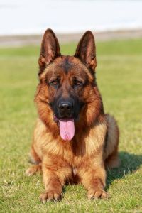 各种犬图片大全大图_忠诚田园犬守护家园，猛犬彰显力量，人与犬共生共荣