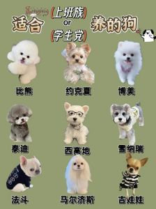 一般家庭养什么狗_拉布拉多金毛哈士奇等狗狗适合家庭养？