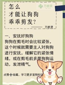 养狗实用新技术_健康饮食与防跳蚤小窍门