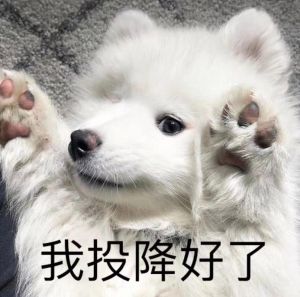 妈妈小狗知道错了表情包_狗狗犯错会道歉，肢体语言表歉意