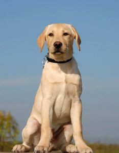 100张大狗图片_忠诚田园犬守护家园，猛犬力量与勇气尽显，摄图网狗狗图片丰富多样