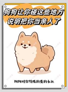 怎么快速的让狗狗把你当主人_狗狗认你为主？让它安全快乐最重要！