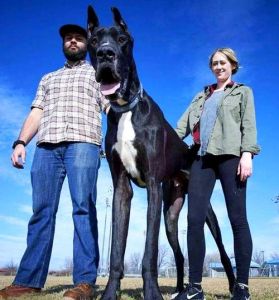 超大型犬品种大全图_特点鲜明，适合不同家庭