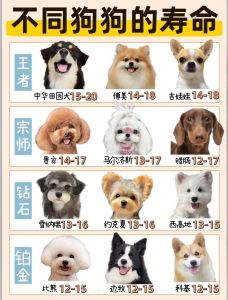 家养狗排行_柯基贵宾边牧金毛土狗，选犬种看特点！