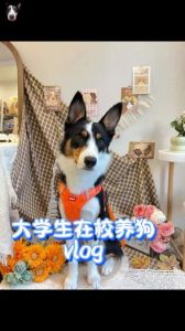 大学能养狗吗_宿舍养宠物？先问学校室友！