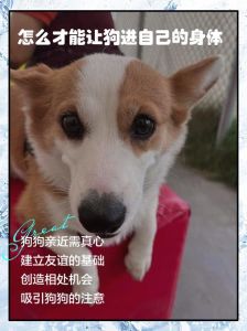 怎样跟狗狗快速亲近_喂食互动玩耍，用爱建立信任