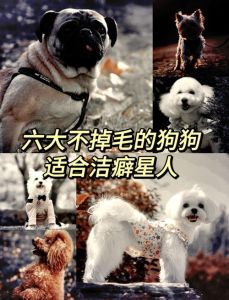 狗真的能看见不干净的东西吗_狗狗深夜狂吠警惕，或能感知超自然？