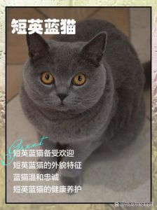 英短适合新手养吗_新手养英短，喂粮驱虫勤梳毛