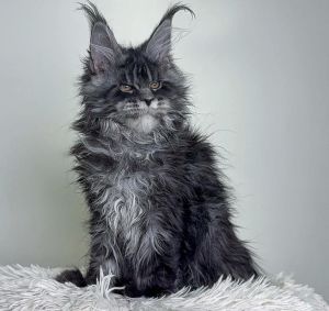 外国人养的不常见的猫_斯芬克斯孟加拉等特色宠物