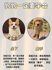 小野狗如何驯化_驯野狗先建信，管束要温柔，耐心最重要