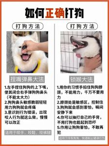 因狗引起的民事纠纷如何处理_养狗扰民咬人赔偿谁担责？