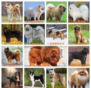 大狗狗类型_猛犬力量足又忠诚，各有特色很惹眼