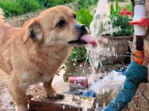 幼犬水喝的多会怎么样_狗狗喝水多？小心糖尿病肾病找上门！