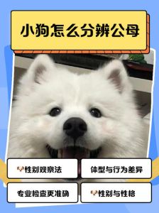 为何养狗不能养一公一母_养公母狗易打架，繁殖压力大，需谨慎