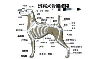 犬科动物成结示意图_狗认性别靠感官，高清解剖助理解