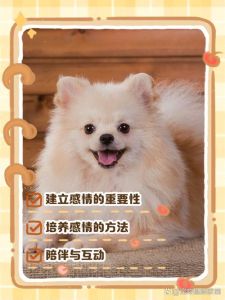 如何和狗狗在一个月内培养感情_狗狗信任互动，玩耍抚摸零食，高质量陪伴个性尊重